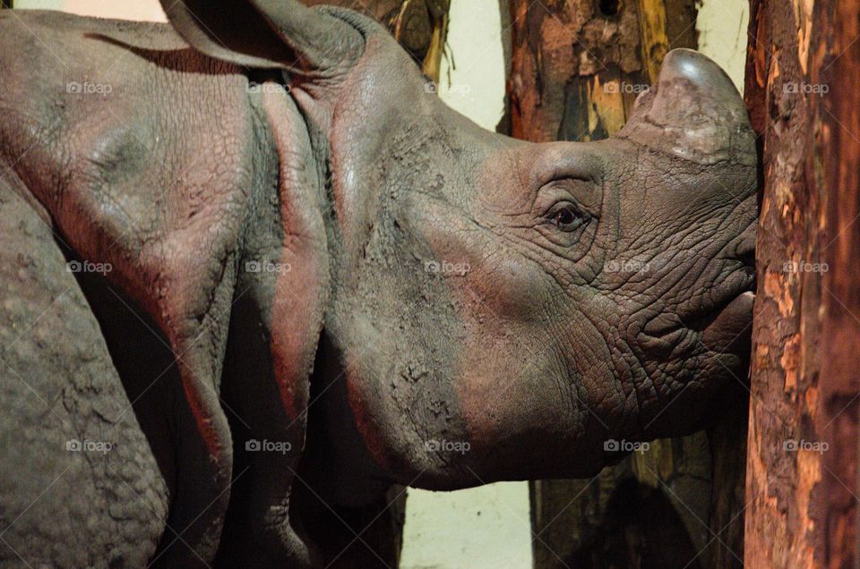 Rhino looking for its friend