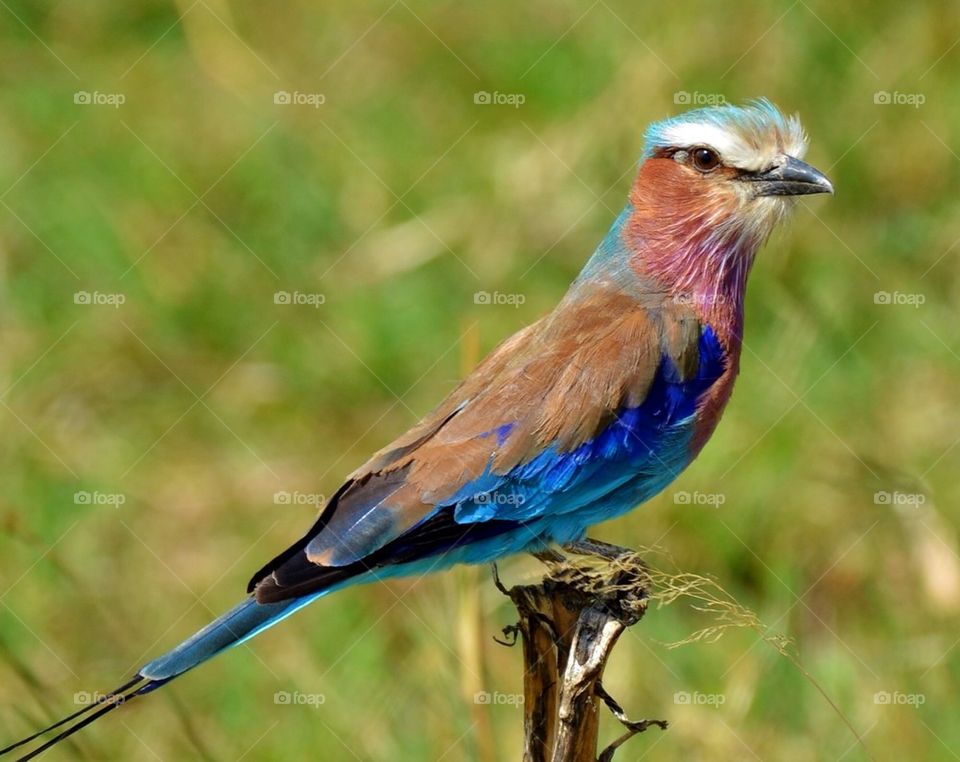 Lilac Breasted Roller