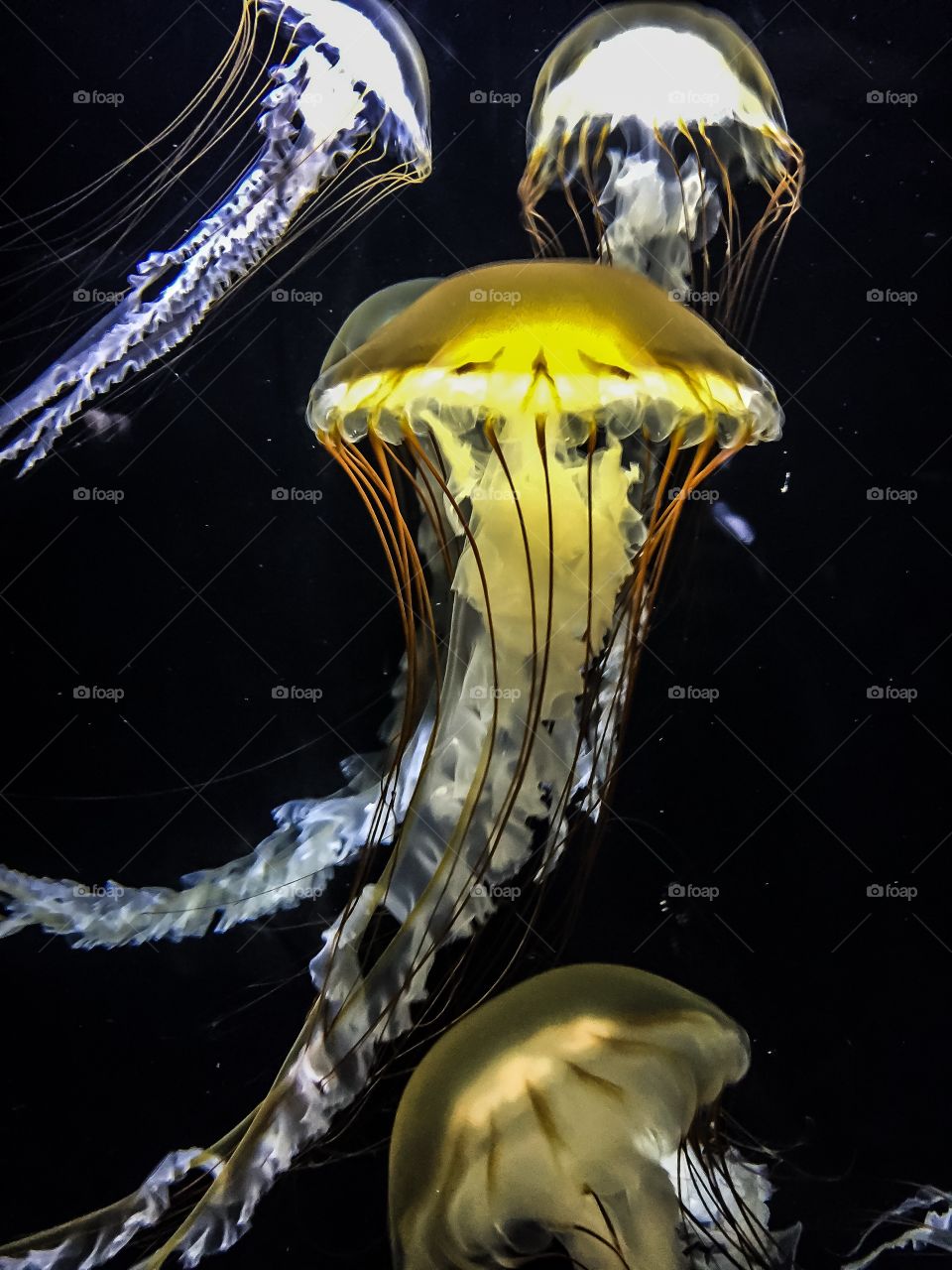 Jellyfish1


