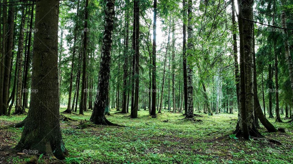 Picturesque forest🌳🌲 Summer landscape🌲🌳