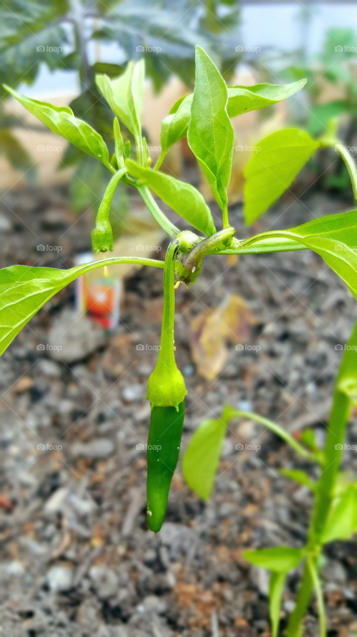 young hot pepper
