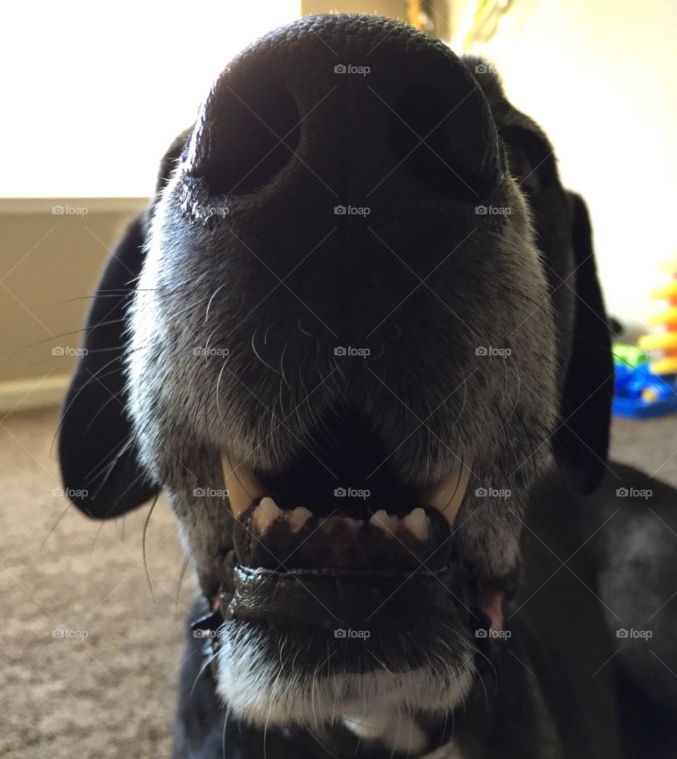 Funny Dog Nose