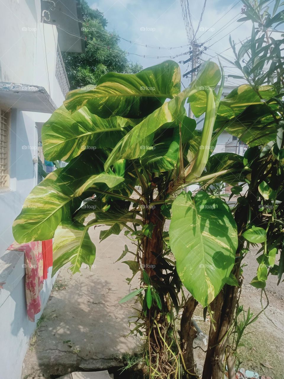 Ravarma VanguvO / Epipremnum aureum / family Araceae Biggest Money Plans