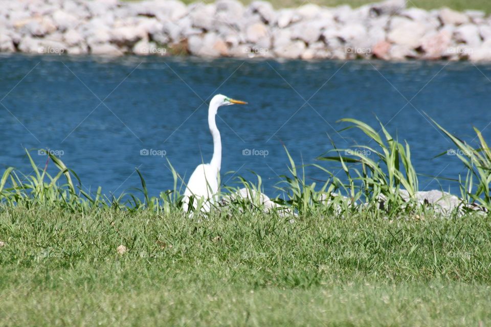 Heron on a lake shore