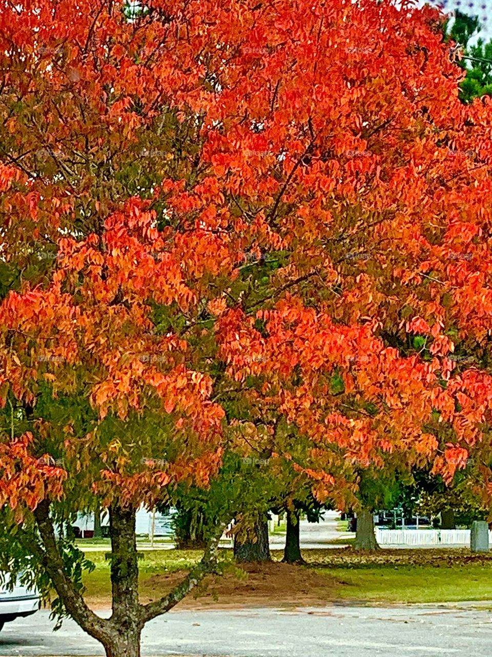 Fall colors 