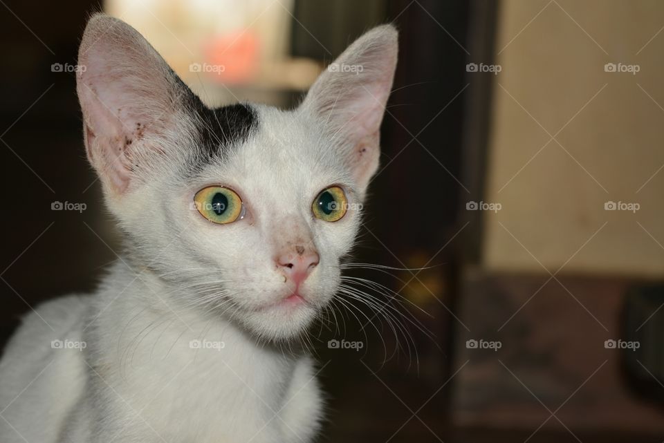 cutest pets in the world