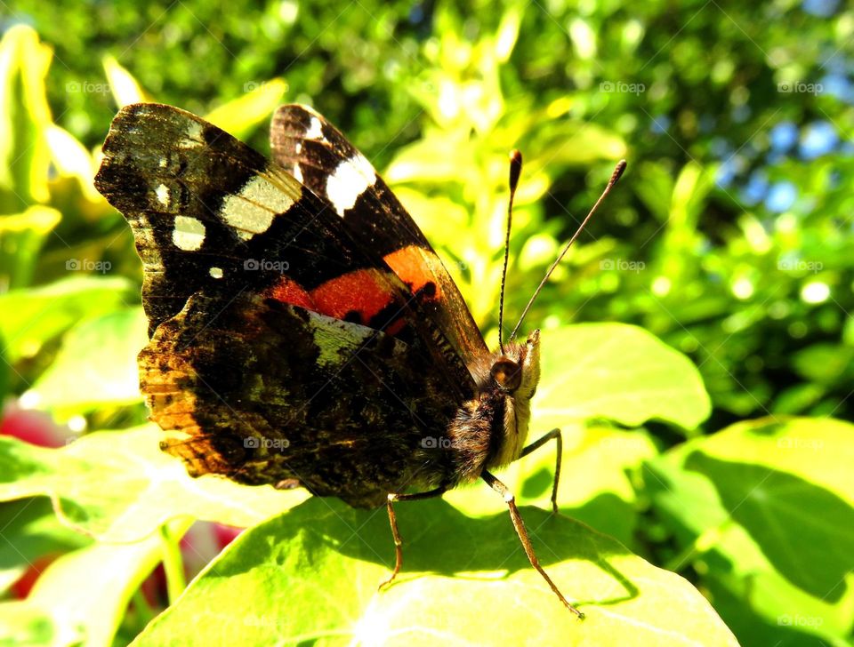 gorgeous butterfly