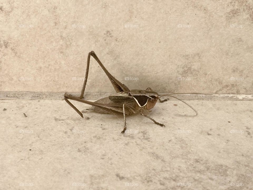 Insect 