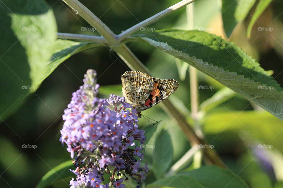Painted lady butterfly on buddleia displaying outer wing