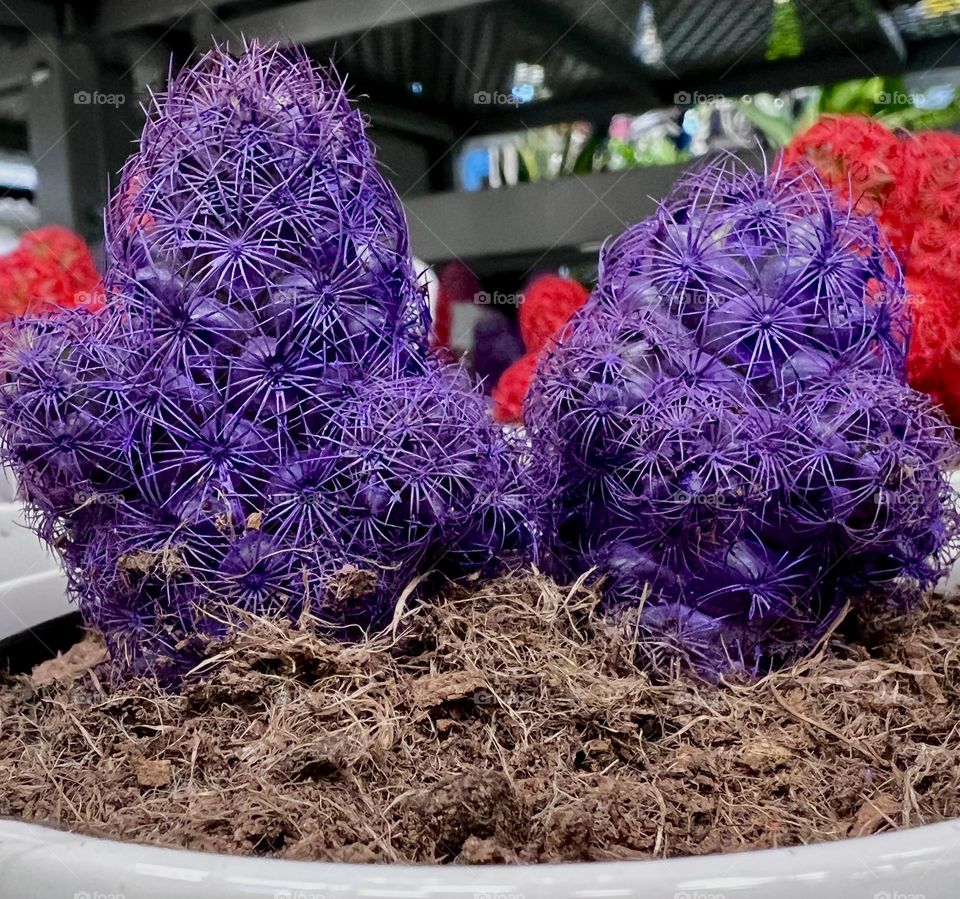 Purple cacti 