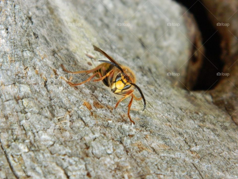 Wasp