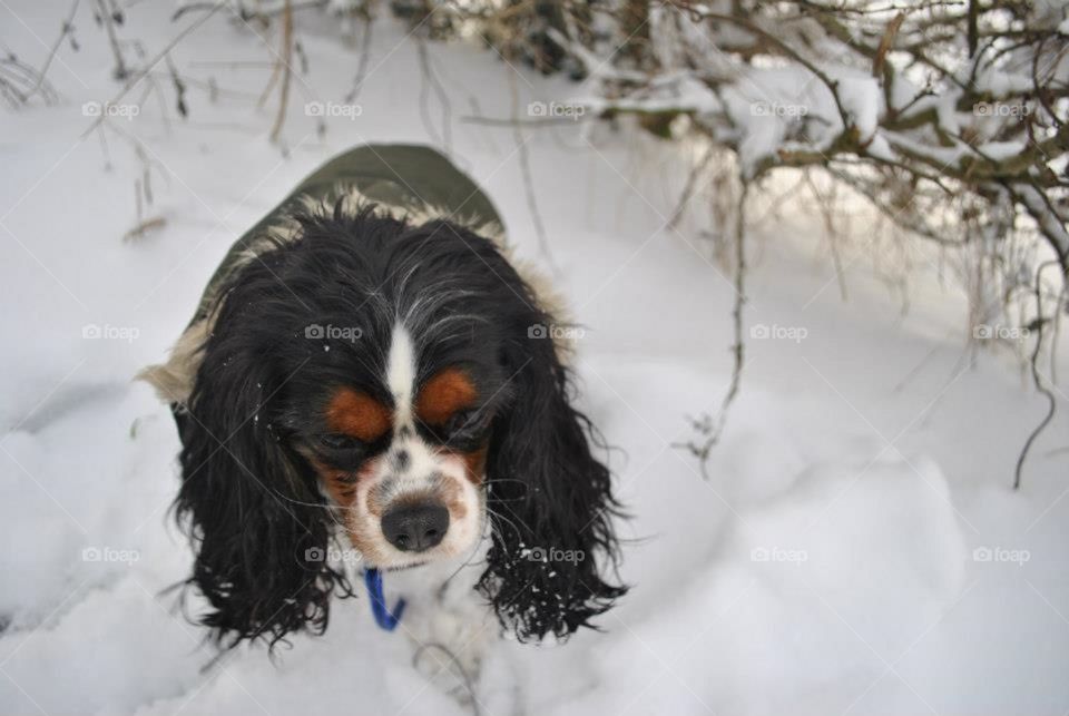Walter the dog sits in the snow next to a branch. The branch is covered with ice and snow. 