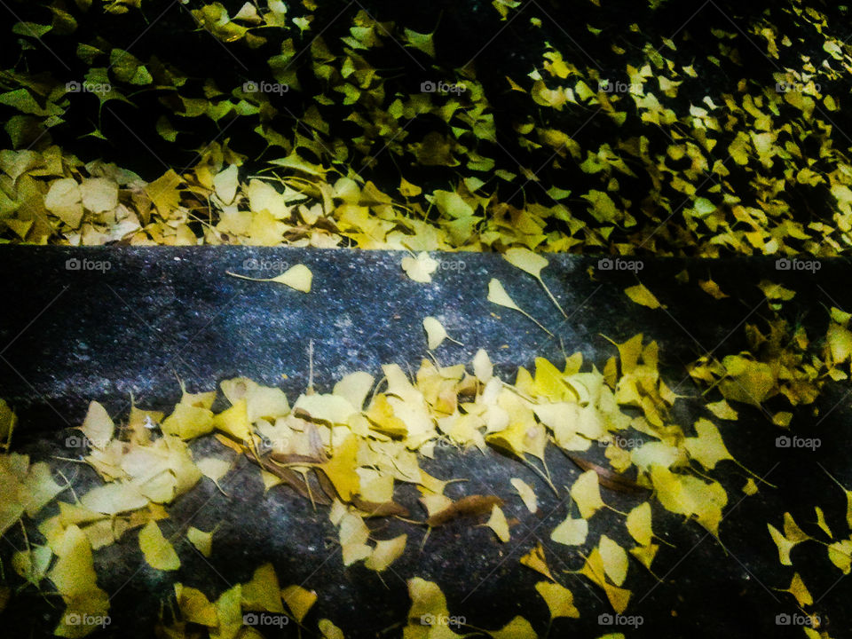 Gingko Pavement. Gingko leaves on the sidewalk.
