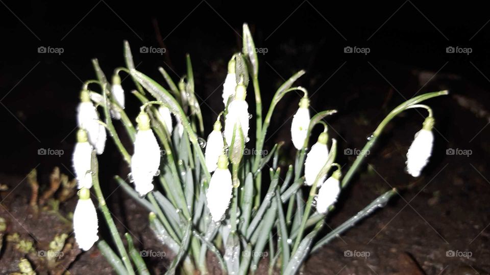 No Person, Nature, Flower, Flora, Leaf