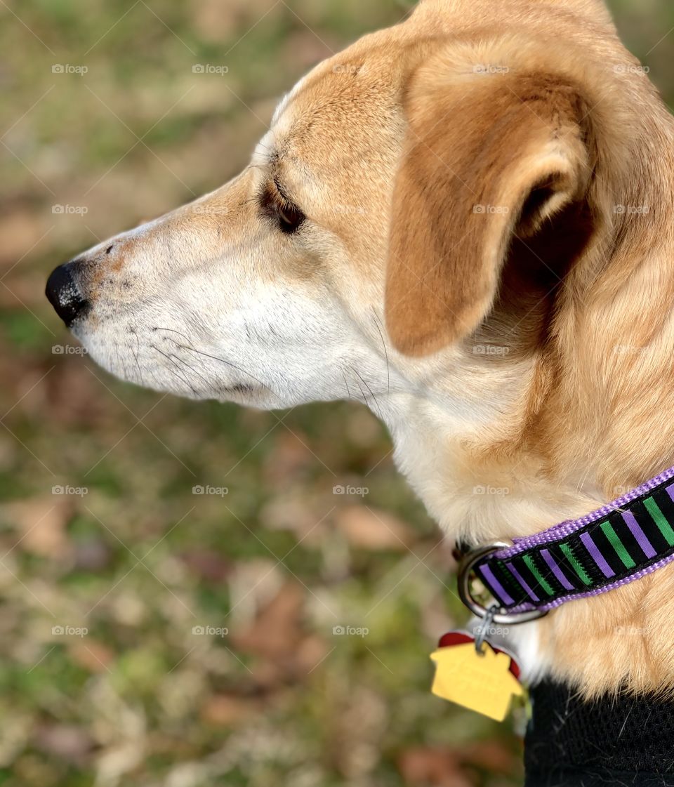 Profile closeup of mixed breed dog with shadow of chain link fence outdoors 