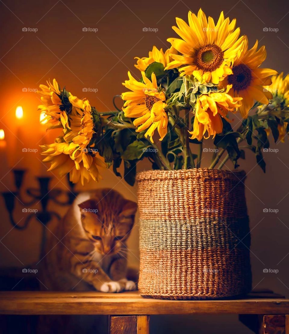 Vee is too shy for Camera today