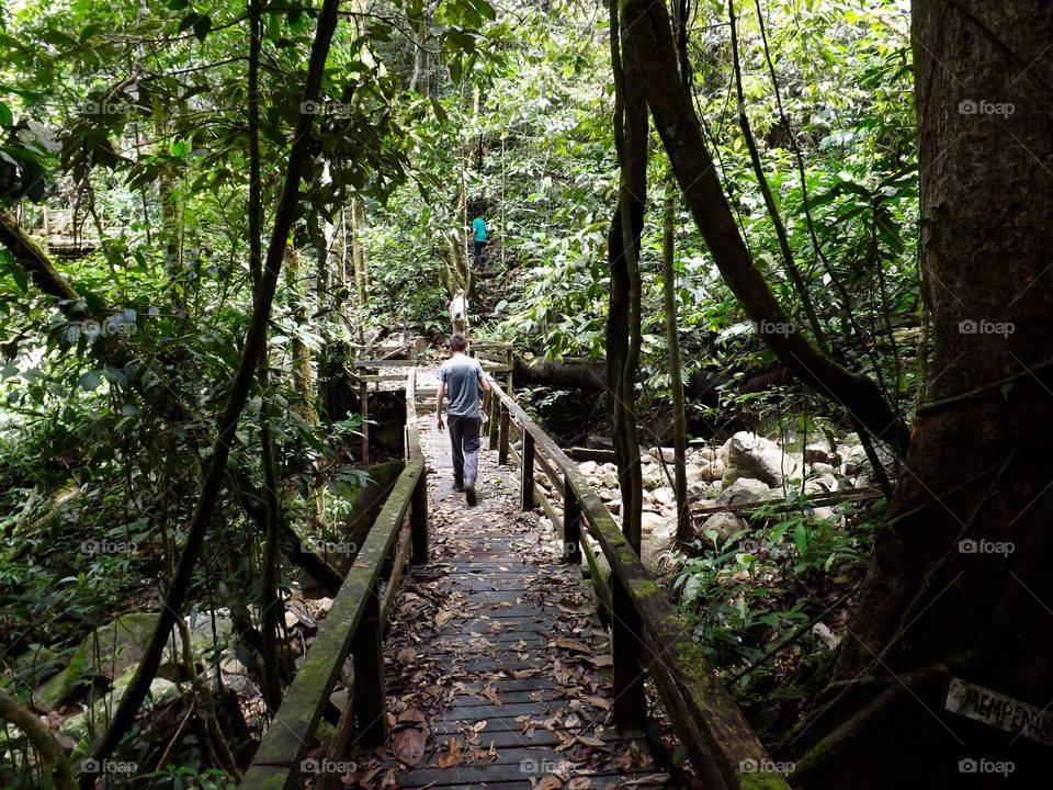 Walkway through the outskirts of the jungle, Borneo