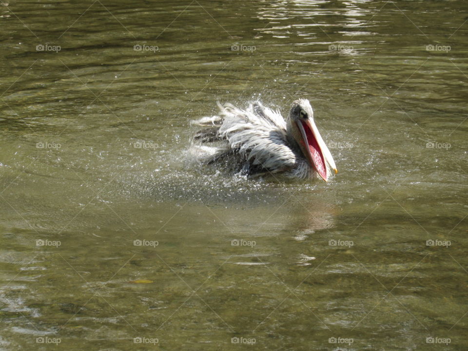 Pelican glide