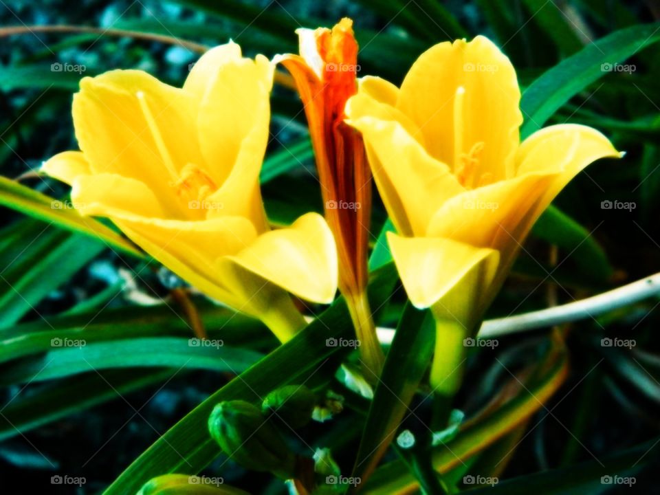 Two yellow Flowers