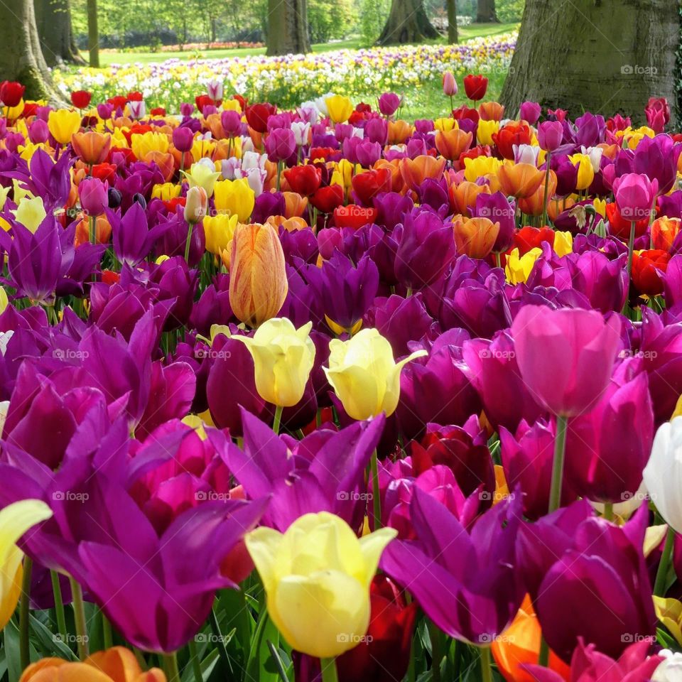 colors comtempory flowers