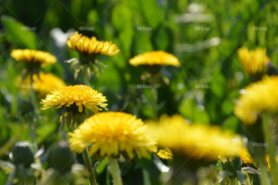 dandelions field