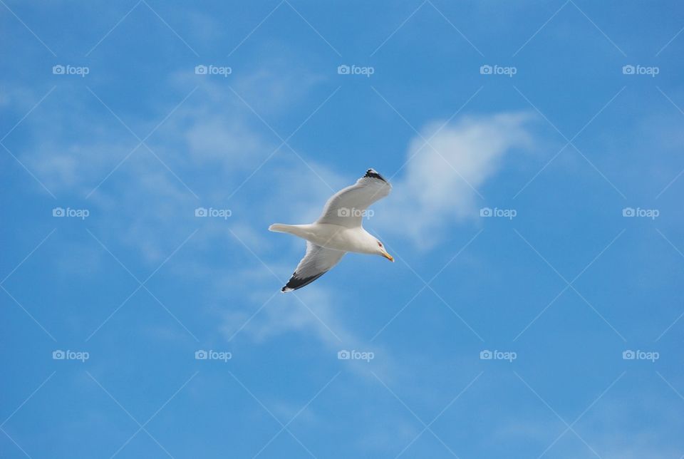 Seagull in the blue sky