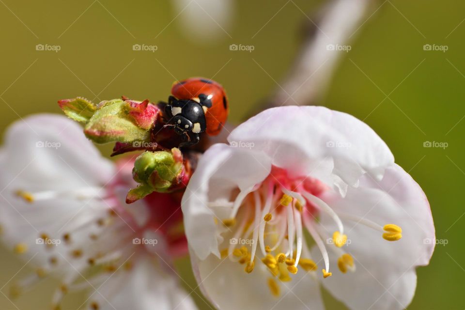 ladybug on a blooming branch