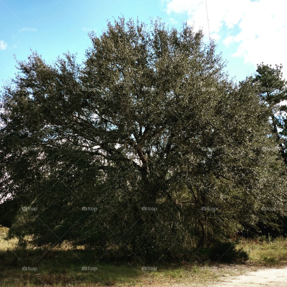 Oak Tree, country Life, nature, outdoors, sun, fall weather, walking in p