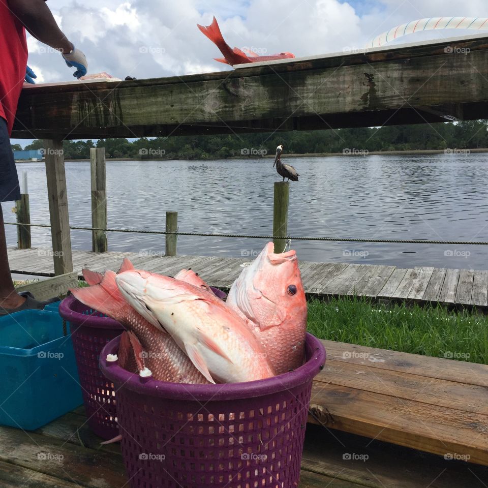 Reach caught red snapper ready to be cleaned. Carrabelle, Florida. 