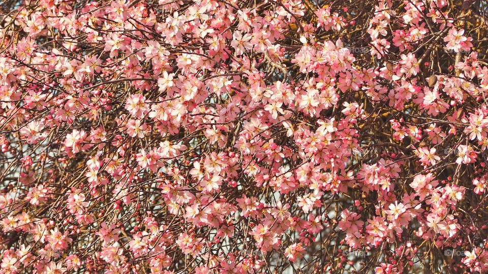 Almendro en flor
 Almond Blossom
