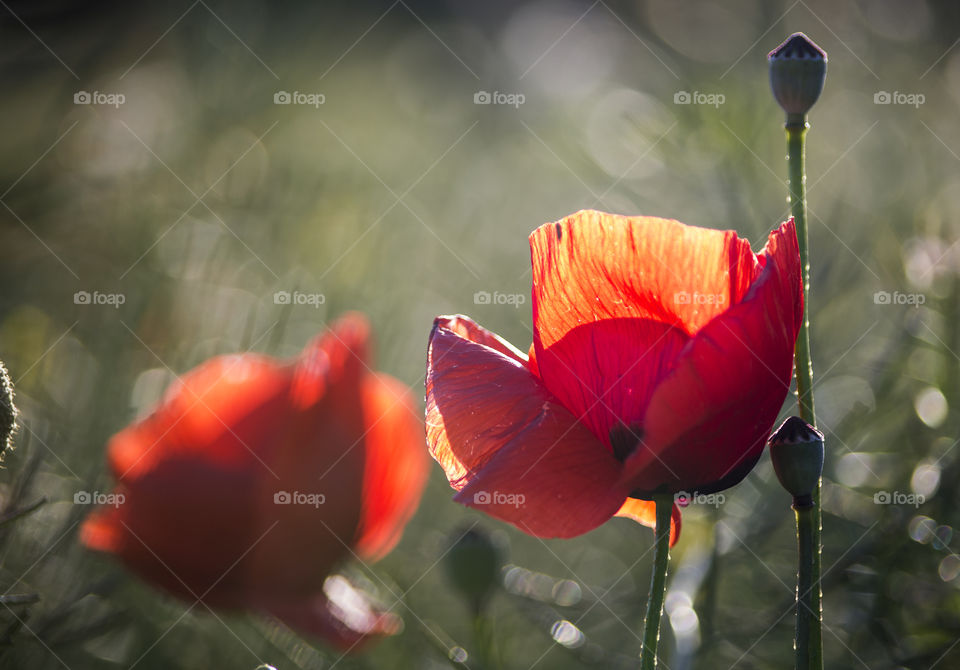 backlit red poppies with a blurred green background