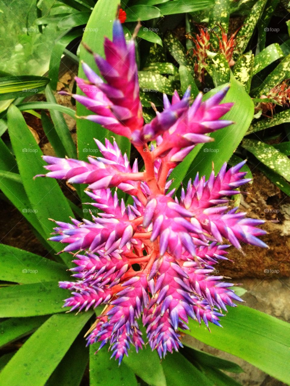 washington dc garden botanical color by stephenfc