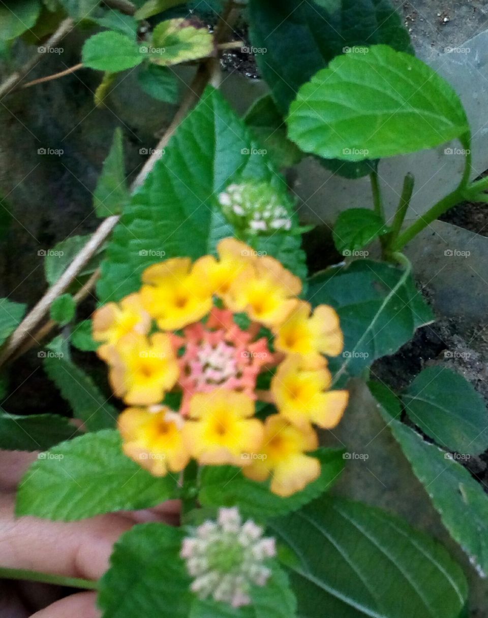 flower