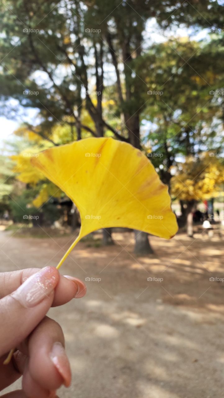 leaf