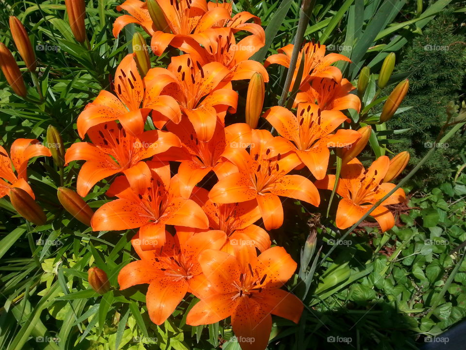 Beautiful orange tiger lilies in my garden blooming profusely every year telling their beautiful orange story.
