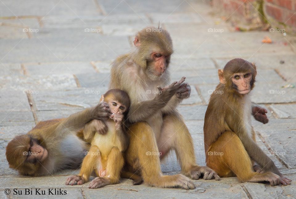 A cute monkey family.