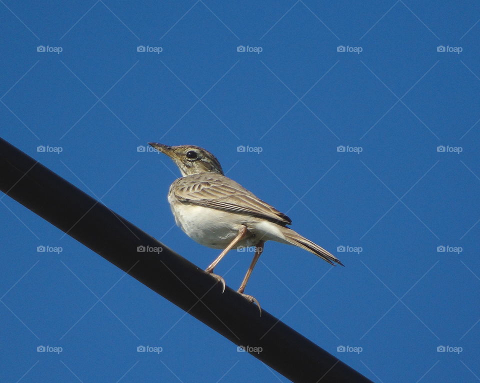 Ricefield pipit, or just calling for autralanesia pipit. Stay cool for captured at the cable of near the road of transport.It's more the right of habitat of the bird, as a low level land for the near the beach , and the land grass well of crown field