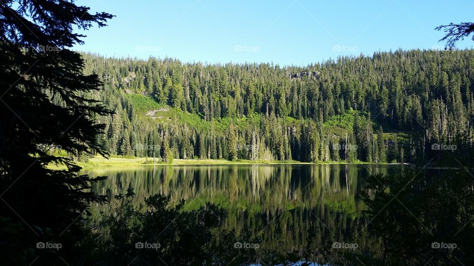summer conifer forest surrounding lake