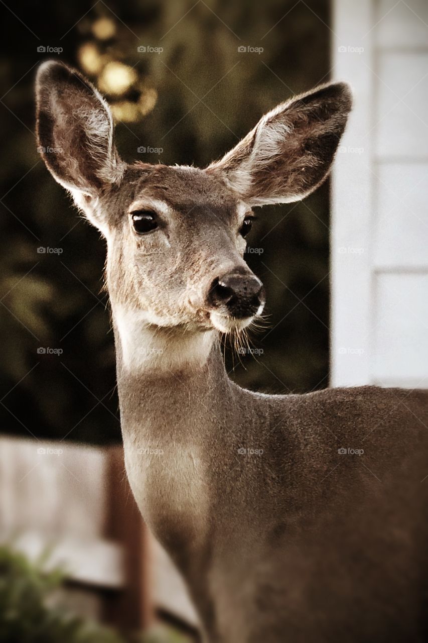 A doe grazes in a Pacific Northwest garden at sunset. Tacoma, Washington 