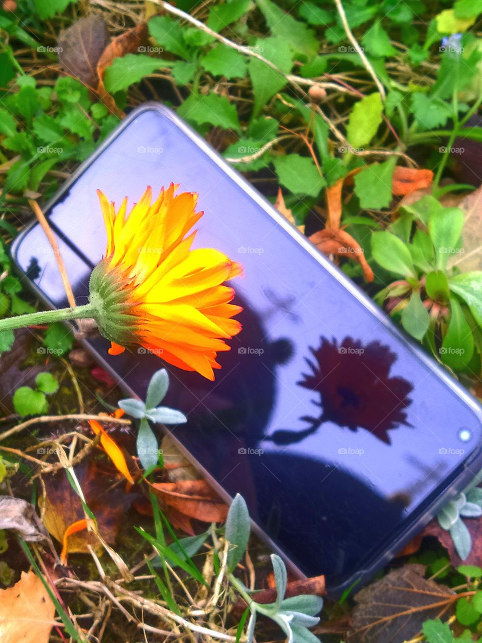 Phone on the grass.  A yellow flower and church domes are reflected on the surface of the phone