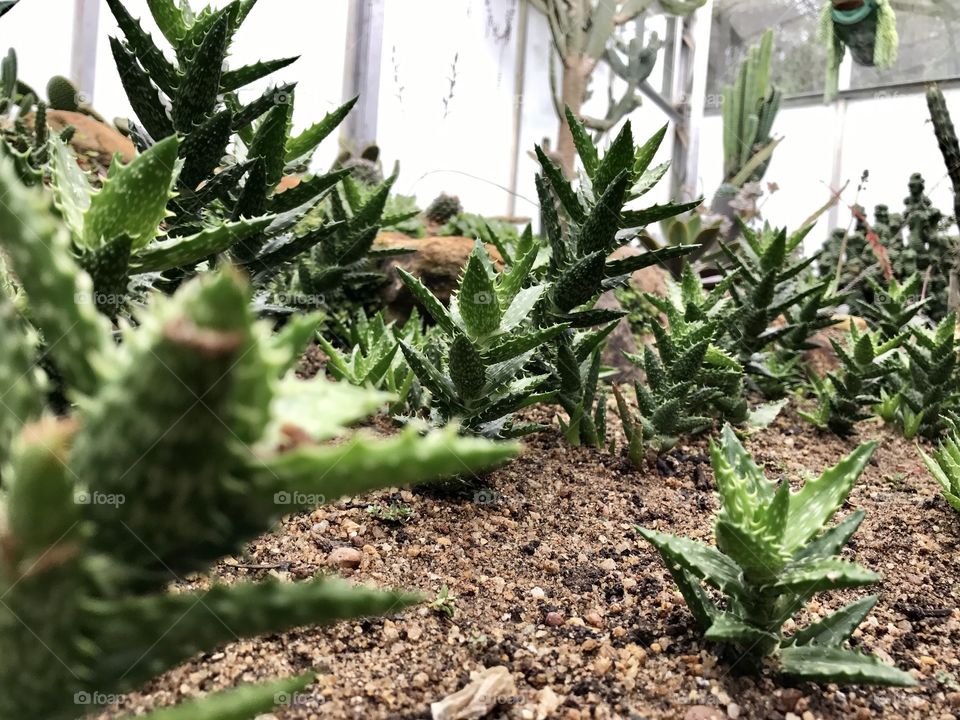 Close up Cactus...