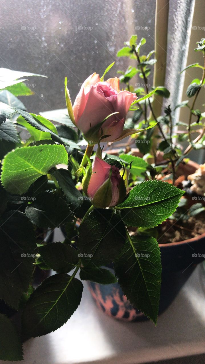 Little pink rose on a windowsill 
