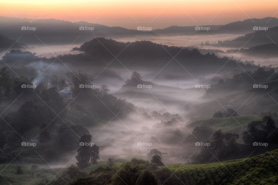 Sunrise at tea plantation. Sunrise shot of the foggy valley surrounded by hills. Tea plantation fields in the front. Cameron highlands, Malaysia