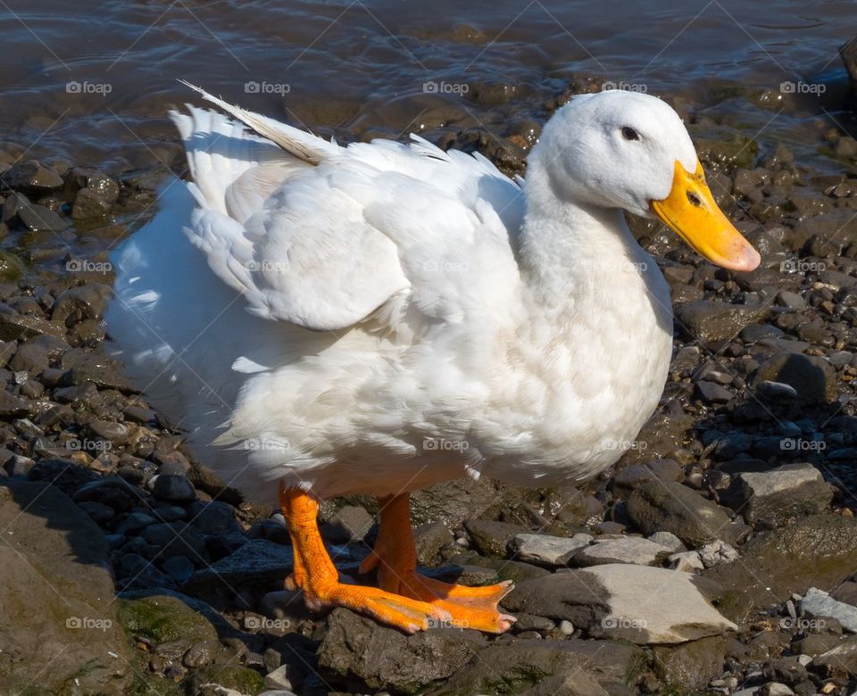 duck
