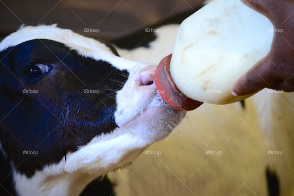 Calf Milking 