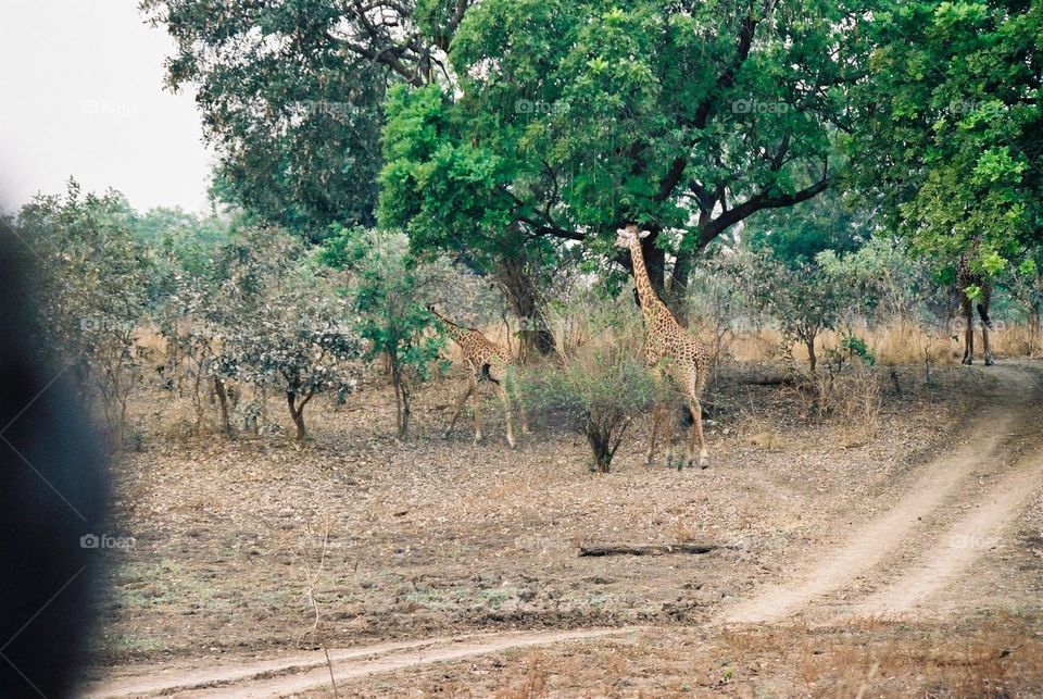 Photo safari, Zambia