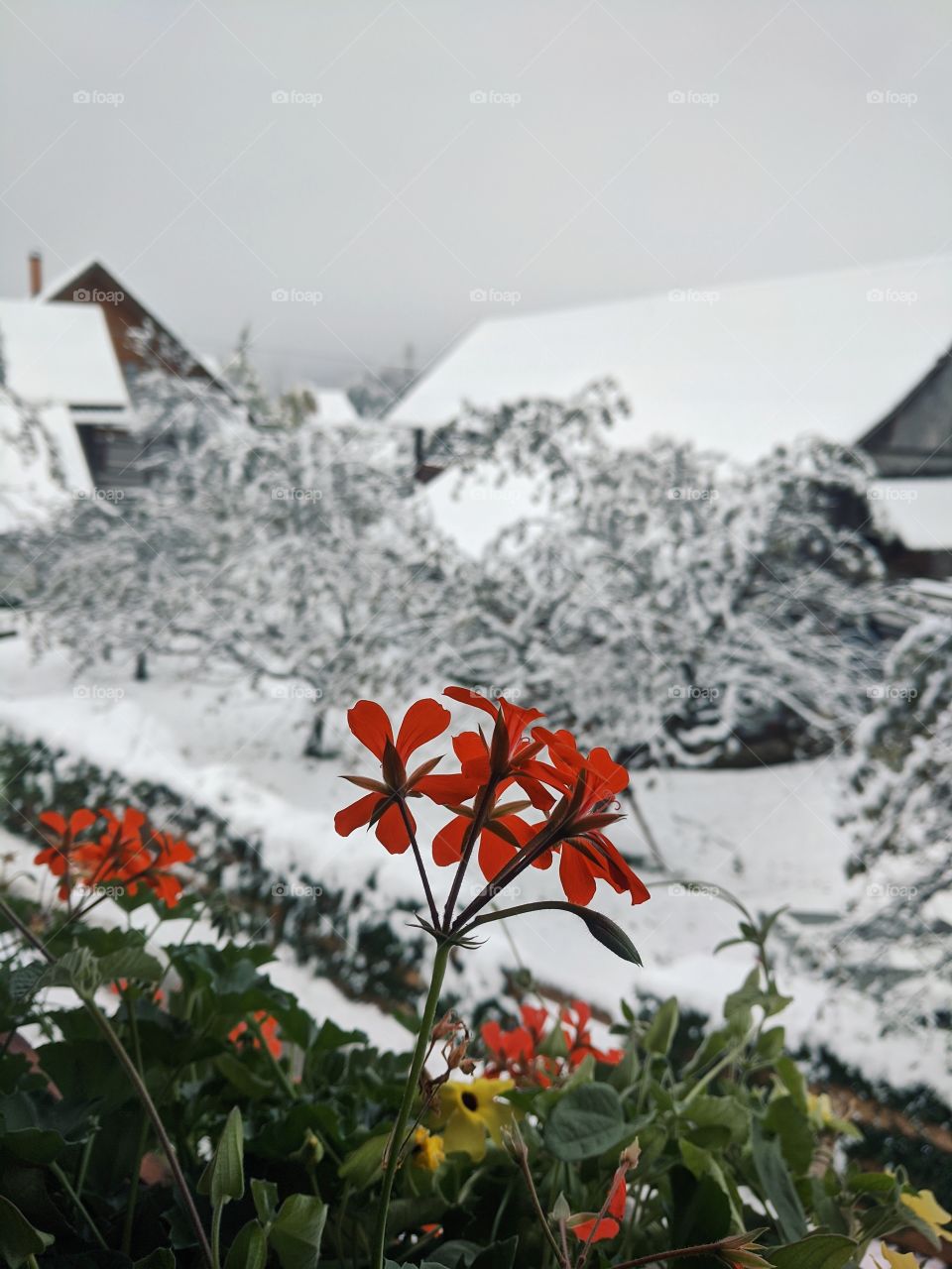 Scenic view from the balcony of snowfall over the village and snow-covered Christmas trees in winter