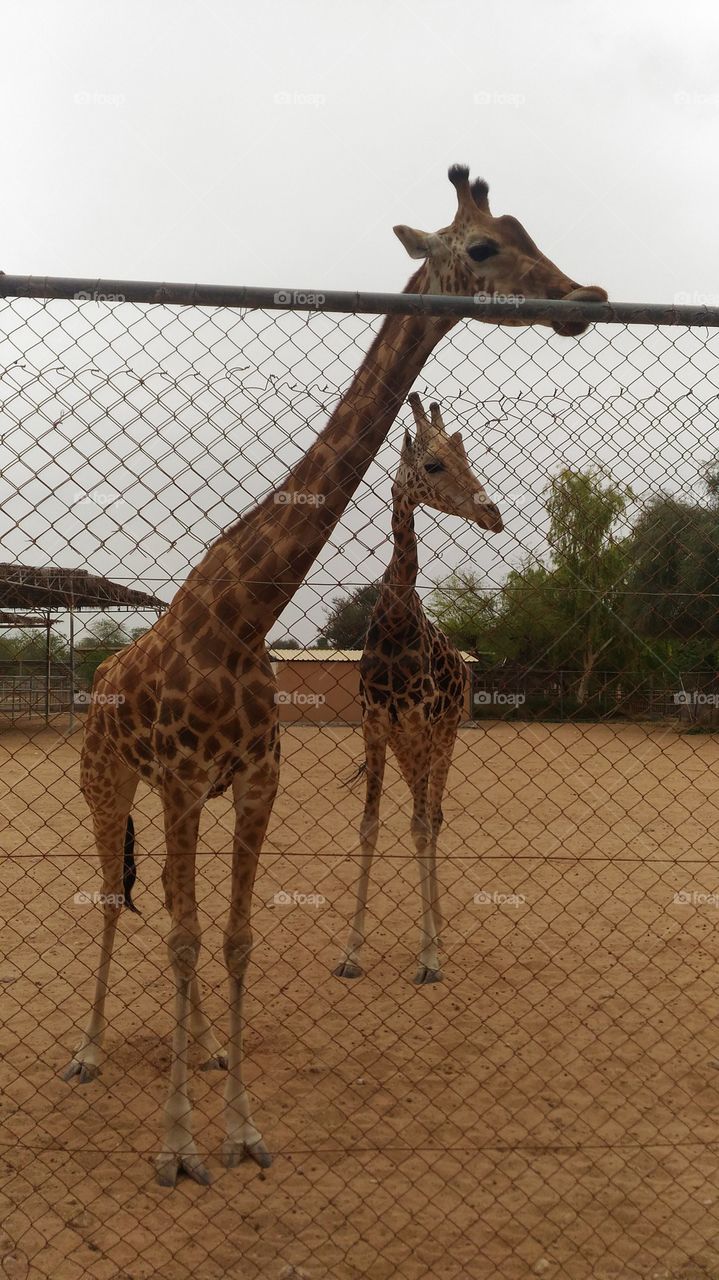 giraffes.zoo.