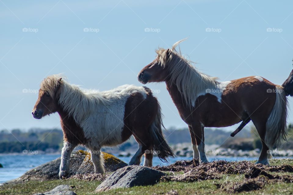 Shetland ponies playing together