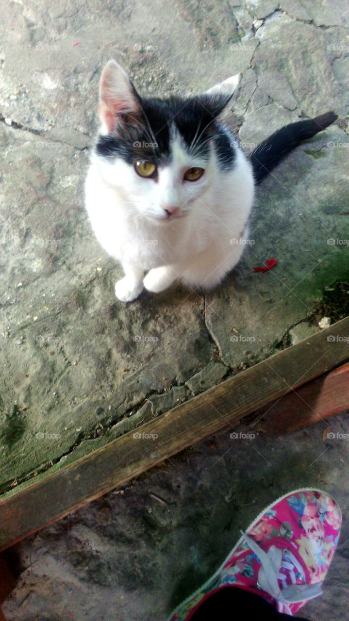 Black and white kitty